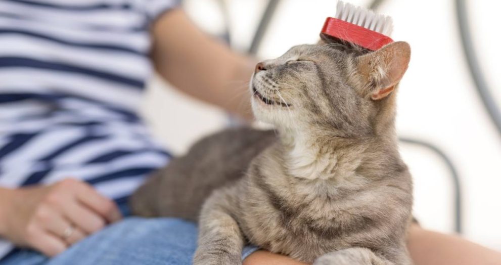 Tabby cat lying in her owner's lap and enjoying while being brushed and combed