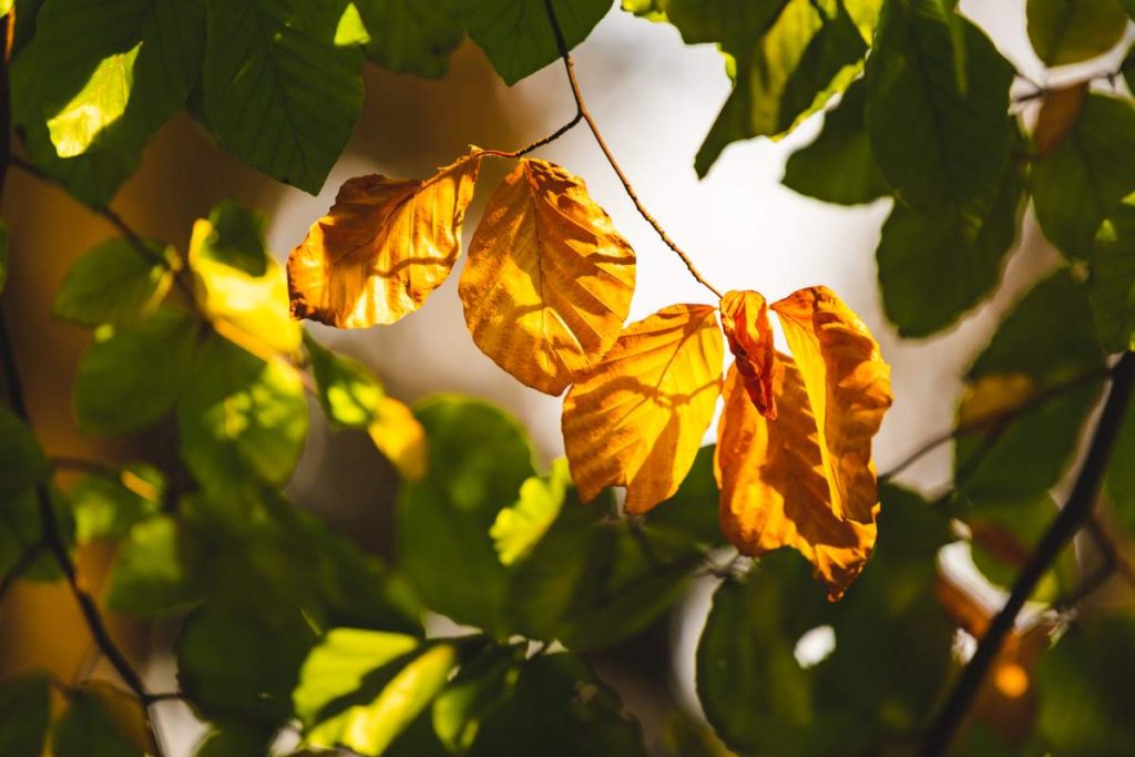 Autumn forest leaves in backlit sun background