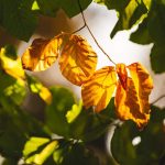 Autumn forest leaves in backlit sun background