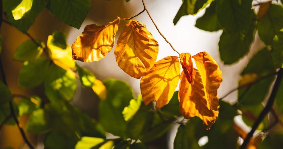 Autumn forest leaves in backlit sun background