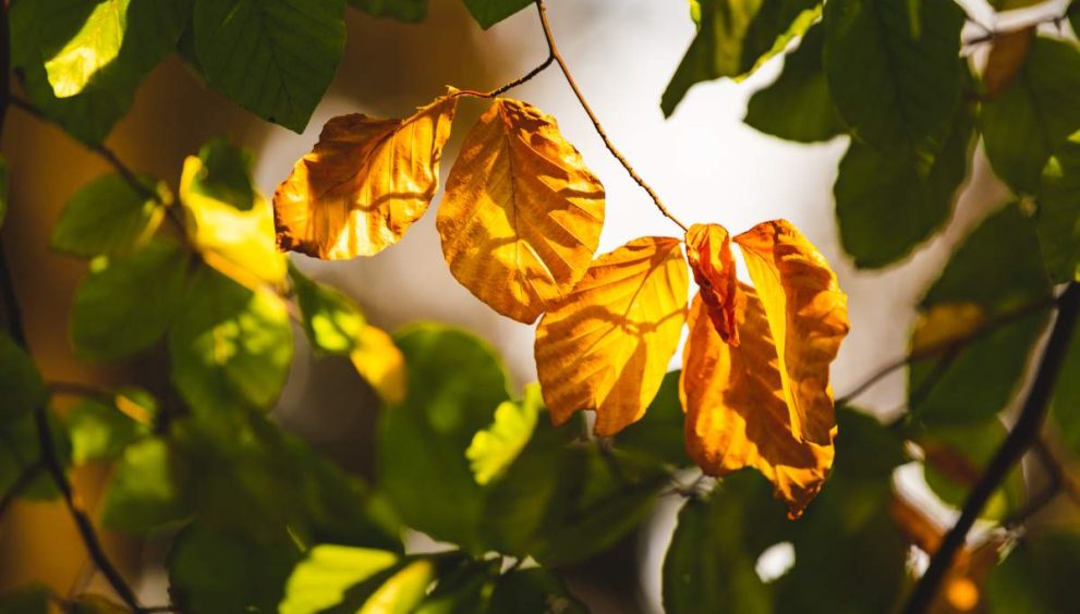 Autumn forest leaves in backlit sun background