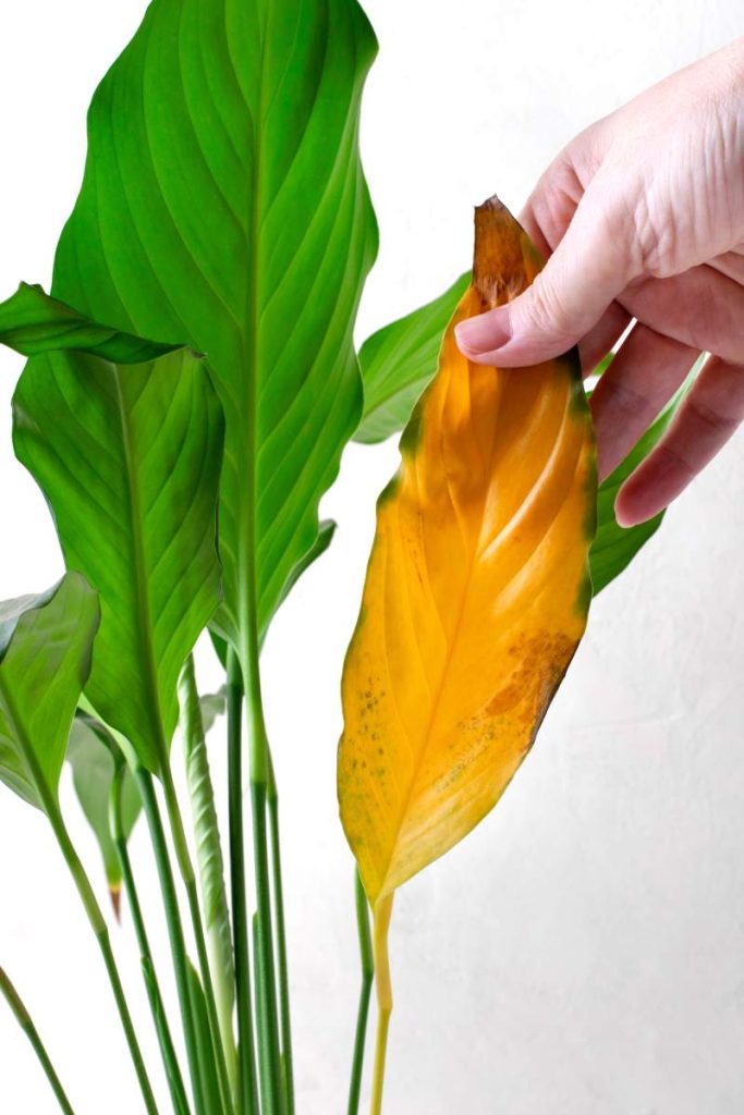 Spathiphyllum plant with a yellow leaf. Improper care for potted houseplant. Pests, overwatering, root rot or age