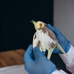 veterinarian-examining-alexandrine-parakeet-in-cli-2023-11-27-05-16-03-utc (1)