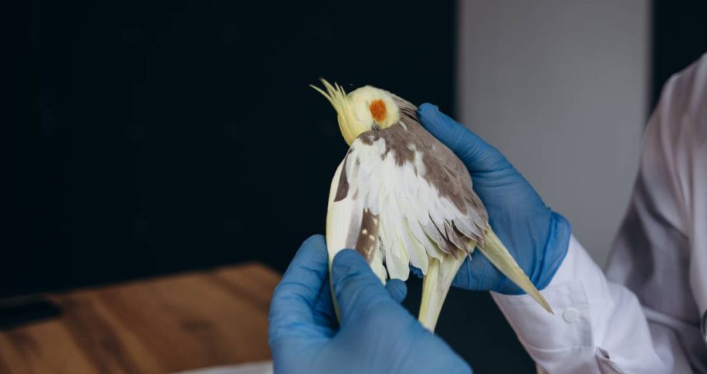 veterinarian-examining-alexandrine-parakeet-in-cli-2023-11-27-05-16-03-utc (1)