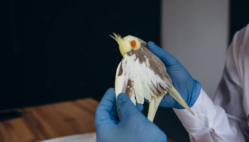 veterinarian-examining-alexandrine-parakeet-in-cli-2023-11-27-05-16-03-utc (1)