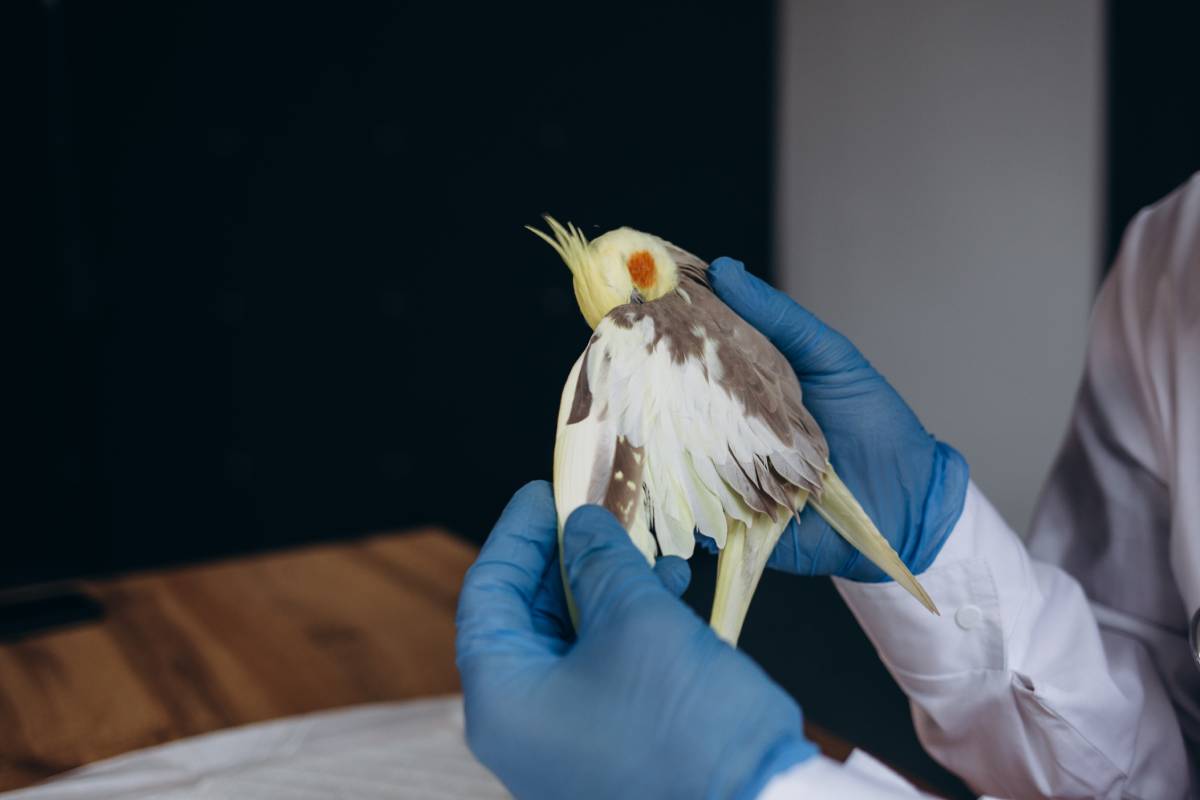 veterinarian-examining-alexandrine-parakeet-in-cli-2023-11-27-05-16-03-utc (1)